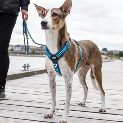 Arnés Dog Copenhagen Comfort Walk Air Blanco - Imagen 8