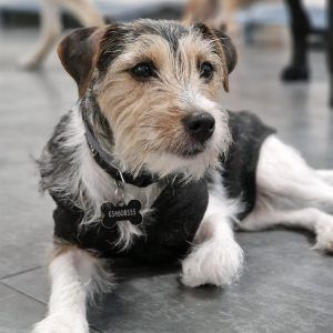 curiosidades de los perros