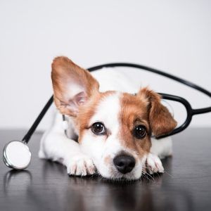 veterinario