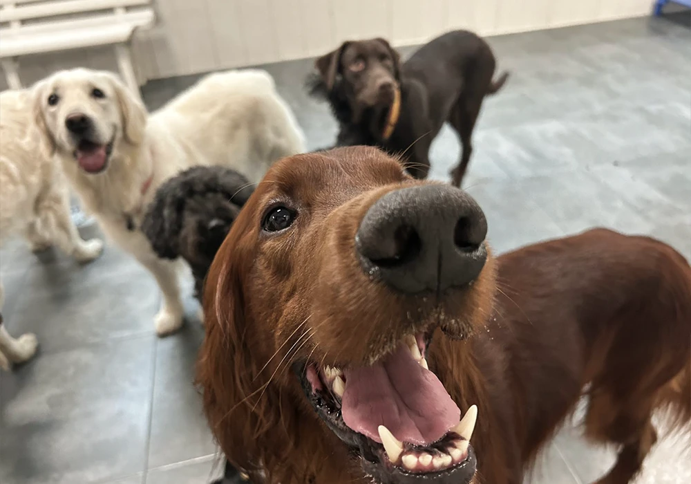 primer día guardería canina