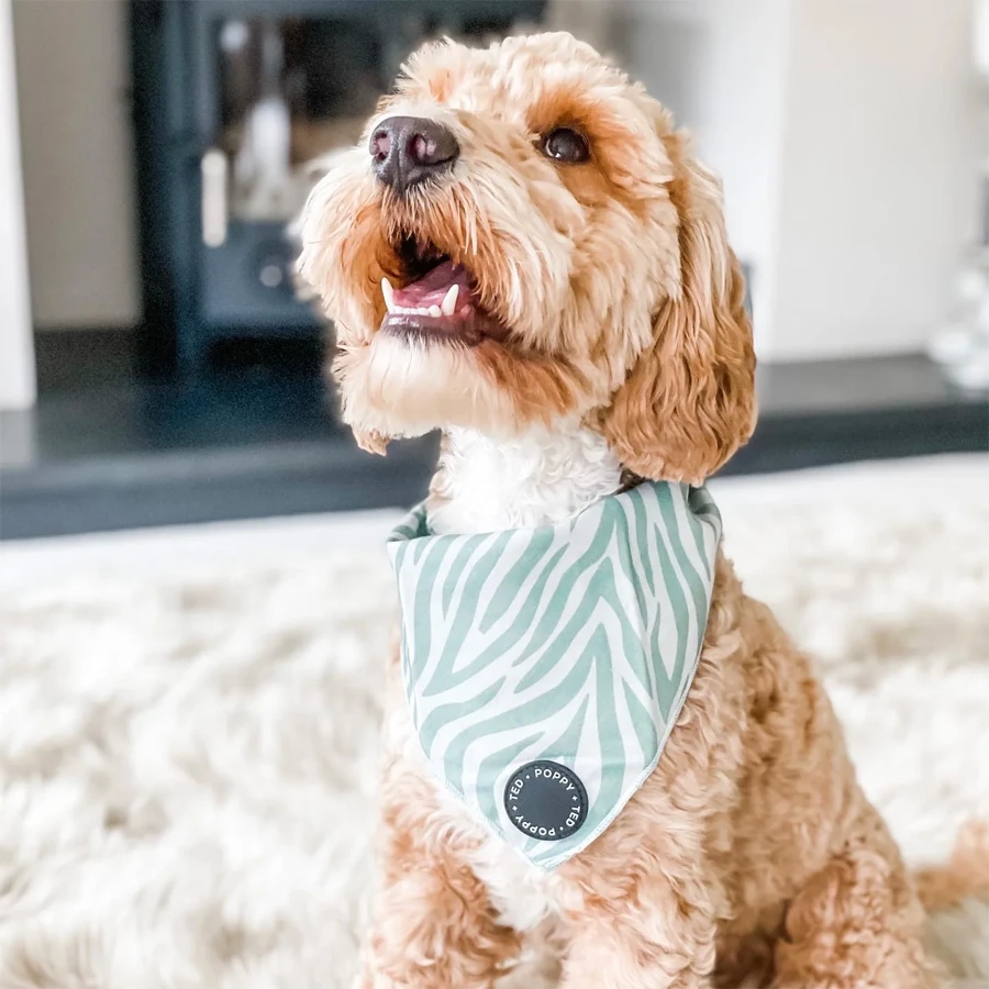 Bandana Poppy + Ted Wild Zebra - Imagen 2