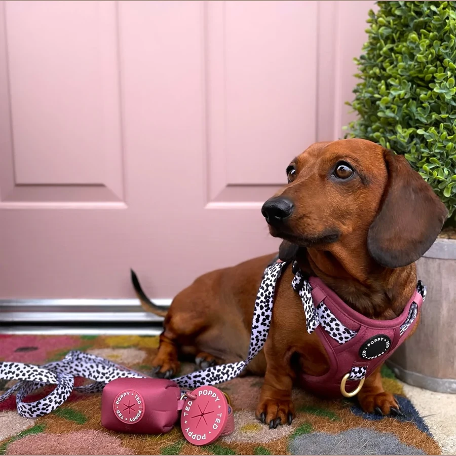 Correa Poppy + Ted Berry Dalmatian - Imagen 3