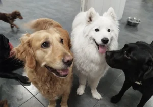 La socialización en una guardería canina
