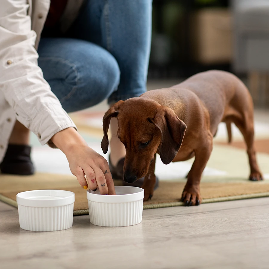 Asesoramiento nutricional a domicilio para perro