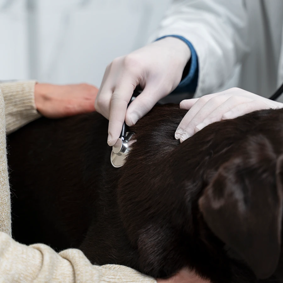 Chequeo general y analítica de sangre para perro a domicilio