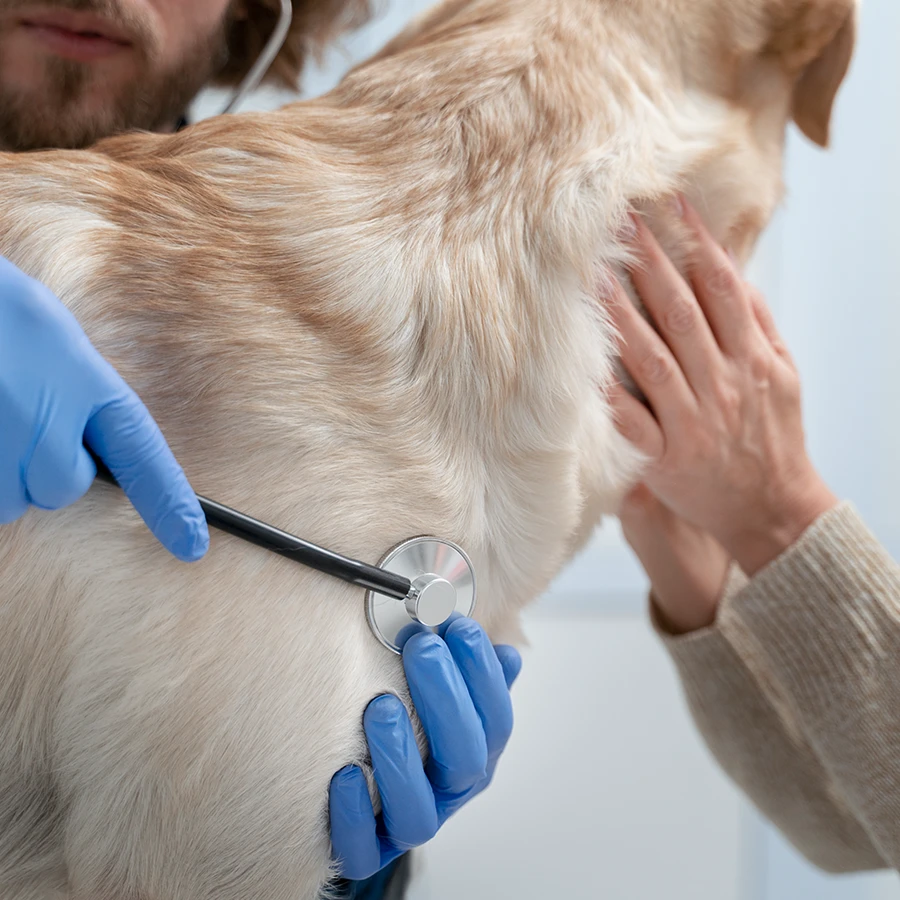 Consulta de dermatología canina a domicilio