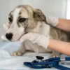 Test y vacunación contra la leishmaniasis a domicilio