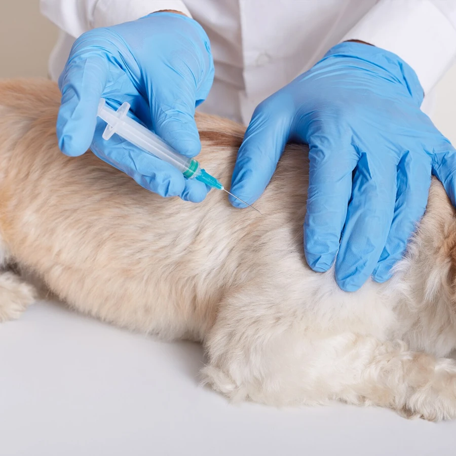 Vacunación Traqueobronquitis para perro a domicilio en Madrid