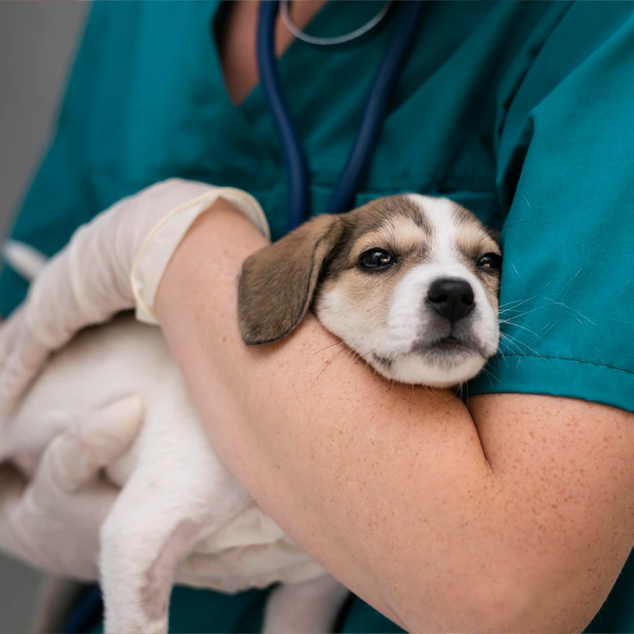 Vacunación contra la rabia para perro a domicilio