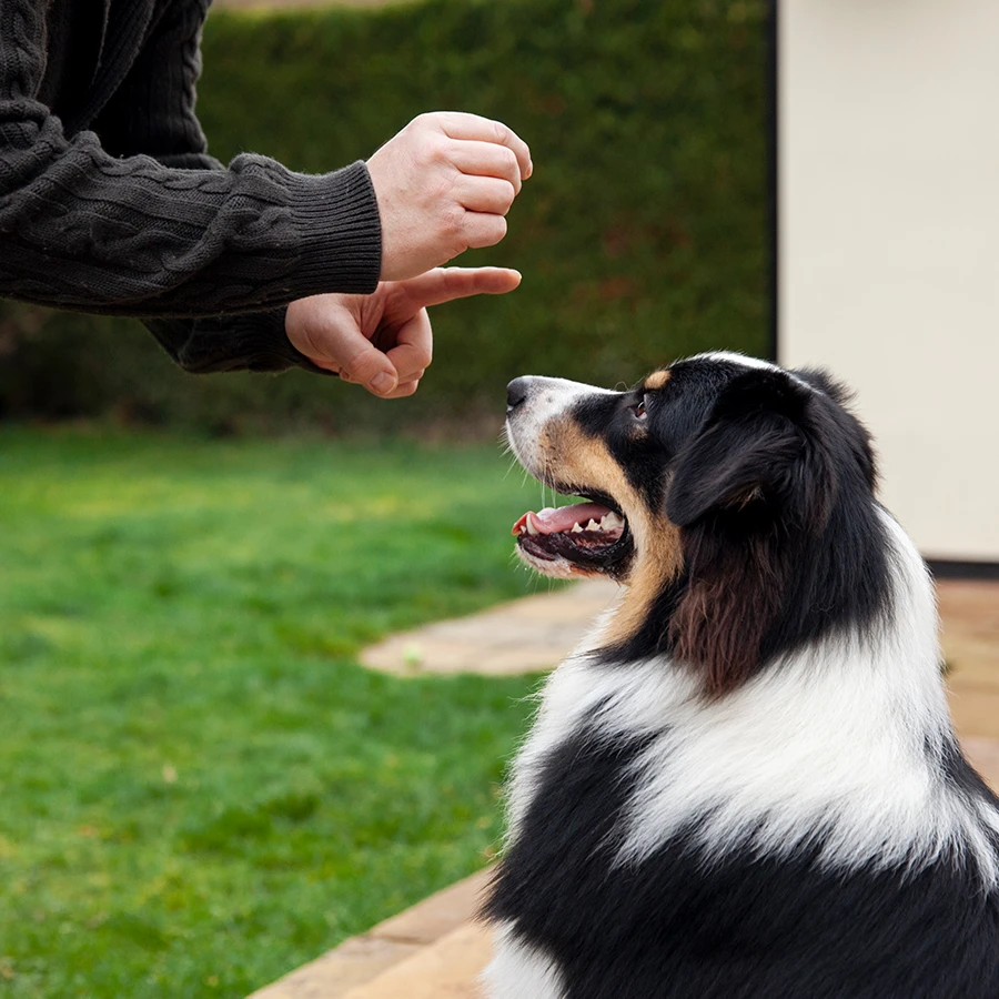 Consulta de etología para perros y gatos en Madrid