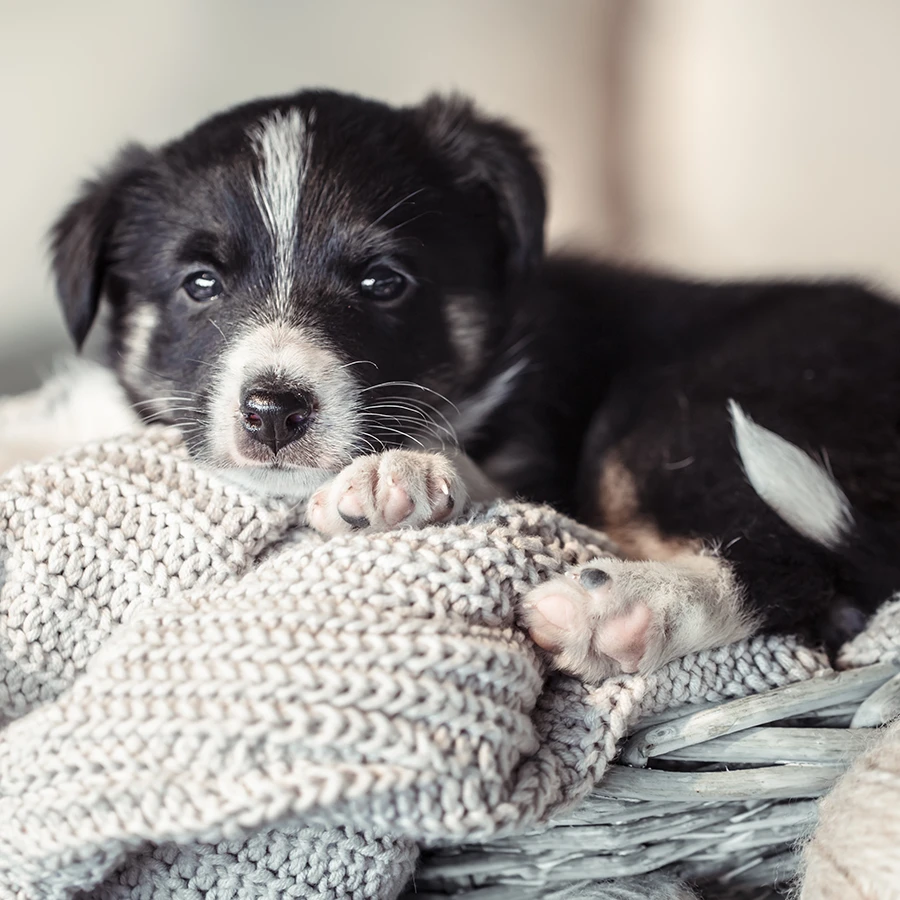 Consulta online de educación para cachorros con etólogo