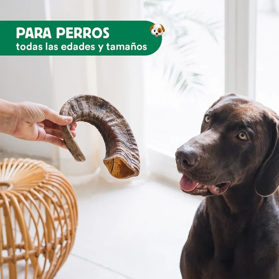 Cuerno de cabra - Imagen 4