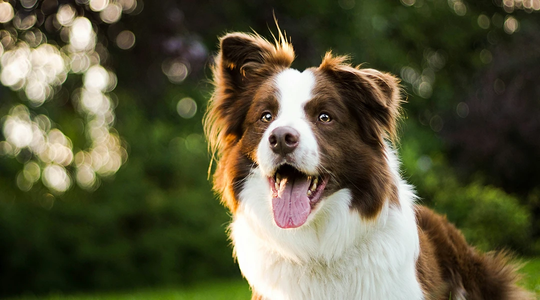 border collie