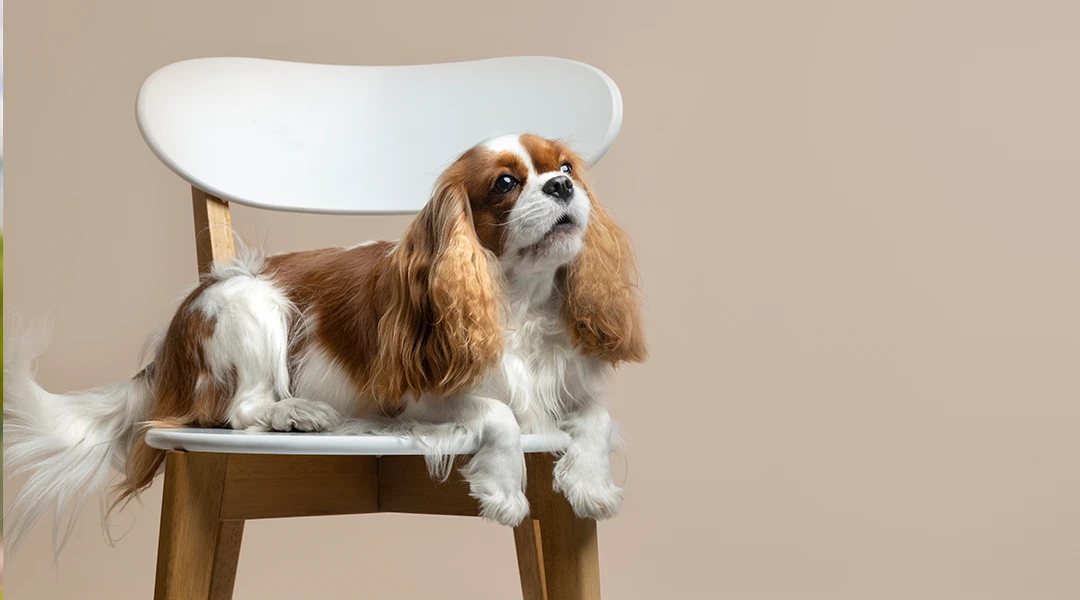 Cavalier King Charles Spaniel: el perro más cariñoso y elegante