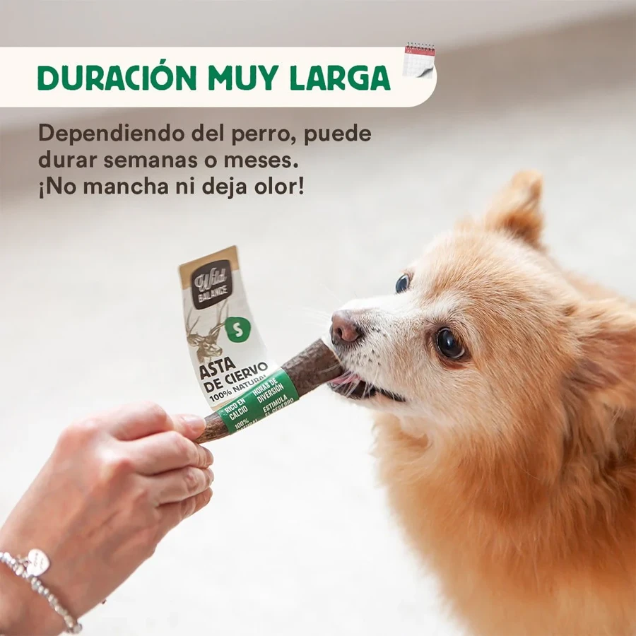 Asta de Ciervo Entera - Imagen 2
