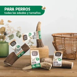 Asta de Ciervo Entera - Imagen 3